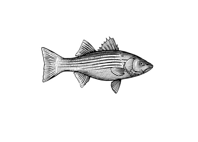 striped bass art